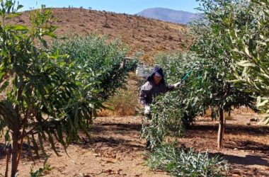 CONAF fortalece la producción forrajera y recuperación vegetal en Andacollo