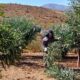 CONAF fortalece la producción forrajera y recuperación vegetal en Andacollo