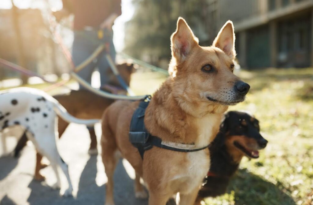 Día Mundial del perro