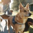 Día Mundial del perro