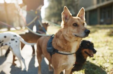 Día Mundial del perro