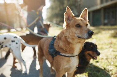 Día Mundial del perro