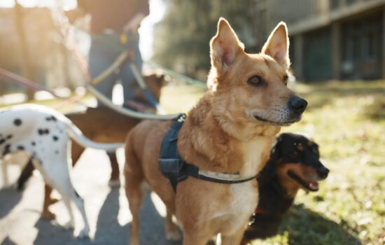 Día Mundial del perro