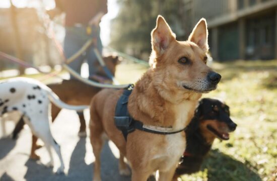 Día Mundial del perro