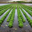 menos del 2% de la superficie frutícola del país está asegurada ante el clima
