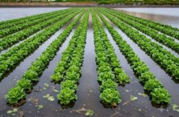 menos del 2% de la superficie frutícola del país está asegurada ante el clima