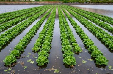 menos del 2% de la superficie frutícola del país está asegurada ante el clima