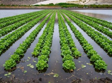 menos del 2% de la superficie frutícola del país está asegurada ante el clima
