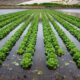 menos del 2% de la superficie frutícola del país está asegurada ante el clima