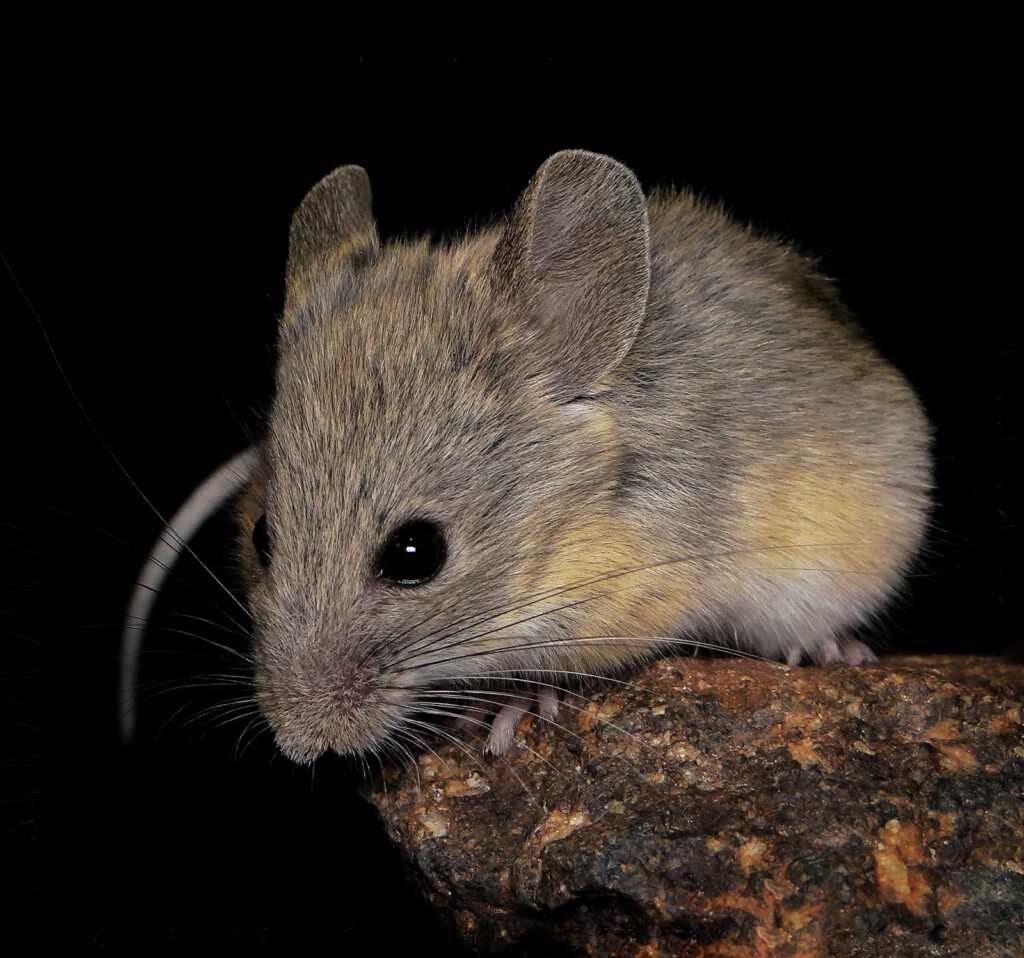 ratón orejudo andino