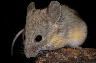 ratón orejudo andino