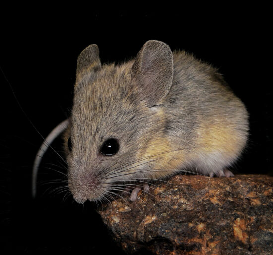 ratón orejudo andino