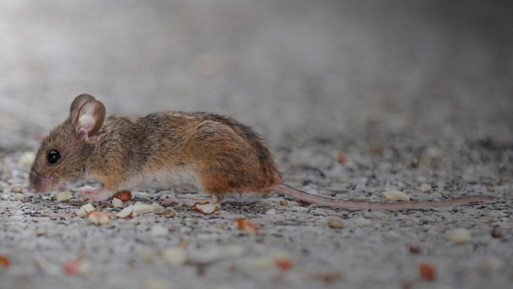 Día Mundial de las Zoonosis