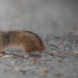 Día Mundial de las Zoonosis