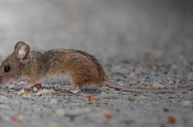Día Mundial de las Zoonosis