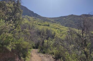 Anillos de crecimiento para entender el futuro de los bosques de Chile central