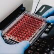 Científicos crean un “ñache biotecnológico”