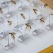 Descubren cuatro nuevas especies de avispas de Darwin en Sudamérica