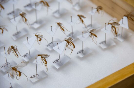 Descubren cuatro nuevas especies de avispas de Darwin en Sudamérica