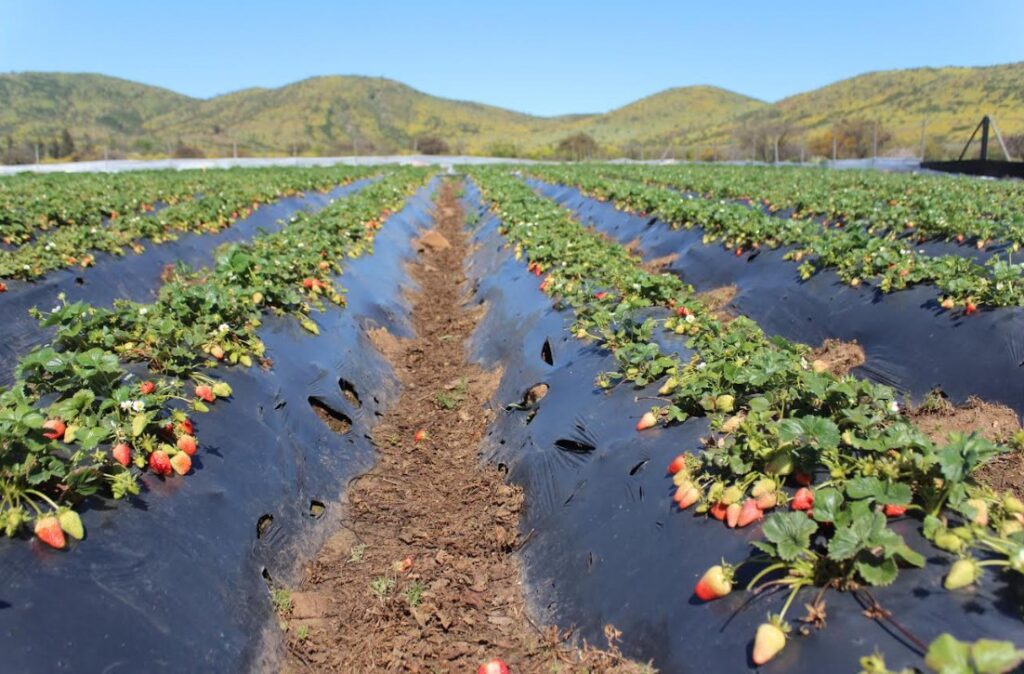 Innovador sistema biológico para extender la vida útil de la frutilla