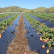 Innovador sistema biológico para extender la vida útil de la frutilla