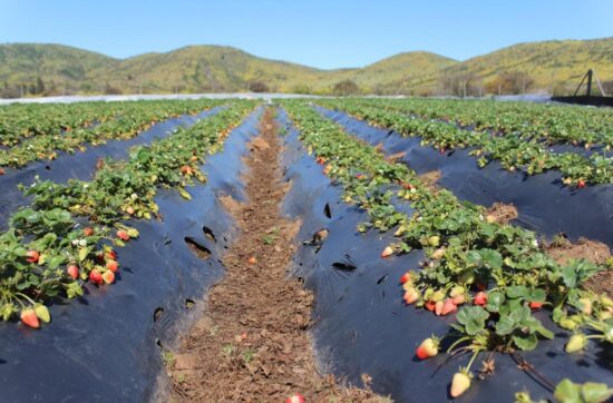 Innovador sistema biológico para extender la vida útil de la frutilla
