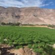 proyecto Alfalfa ancestral Alta Sierra