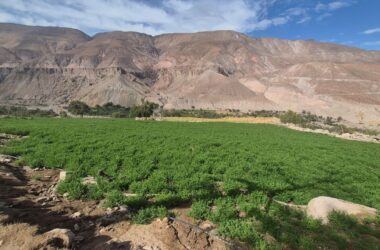 proyecto Alfalfa ancestral Alta Sierra
