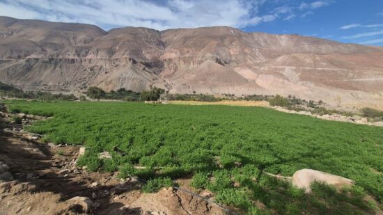 proyecto Alfalfa ancestral Alta Sierra