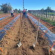 Adelantar la cosecha en sandía en el secano costero