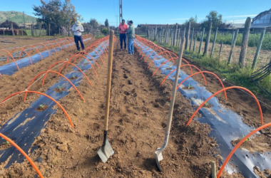 Adelantar la cosecha en sandía en el secano costero
