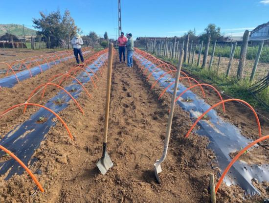 Adelantar la cosecha en sandía en el secano costero