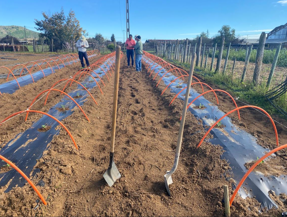 Adelantar la cosecha en sandía en el secano costero
