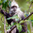 Huawei salva primates en peligro con Inteligencia Artificial