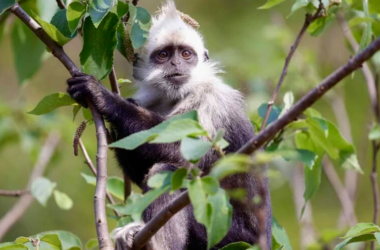 Huawei salva primates en peligro con Inteligencia Artificial