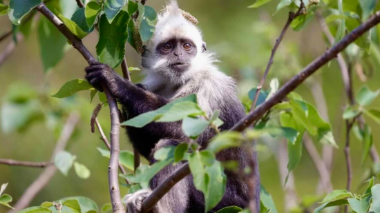Huawei salva primates en peligro con Inteligencia Artificial