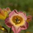 Muestra inmersiva permite “explorar” la visión de las abejas en flores nativas