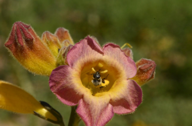 Muestra inmersiva permite “explorar” la visión de las abejas en flores nativas