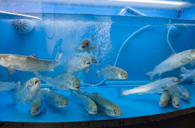 aditivo clave para la industria del salmón
