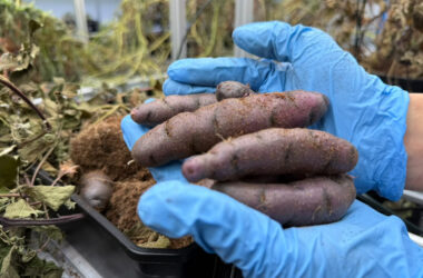 Plan de PUCV para mejorar las papas nativas de Chiloé