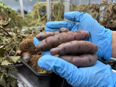 Plan de PUCV para mejorar las papas nativas de Chiloé