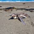 Qué hacer al encontrar fauna silvestre en problemas