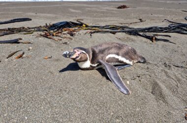 Qué hacer al encontrar fauna silvestre en problemas