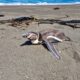 Qué hacer al encontrar fauna silvestre en problemas