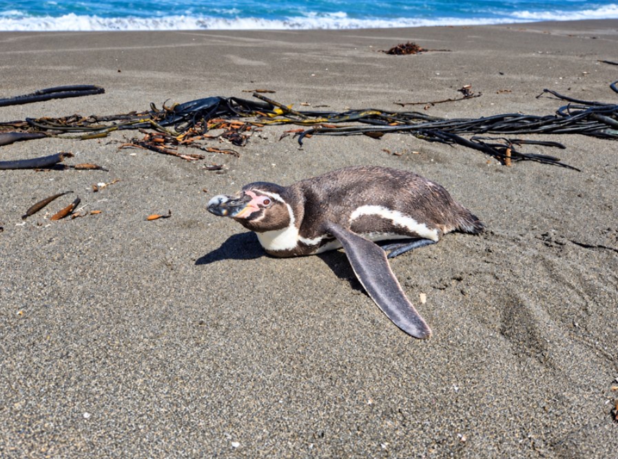 Qué hacer al encontrar fauna silvestre en problemas